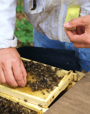 apiculteur you and bees julien