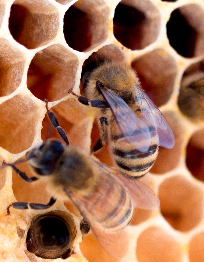 apiculture