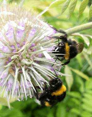 pollinisateurs you and bees