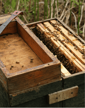 ruches en entreprise