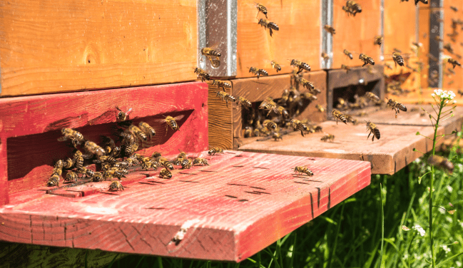 ruches you and bees