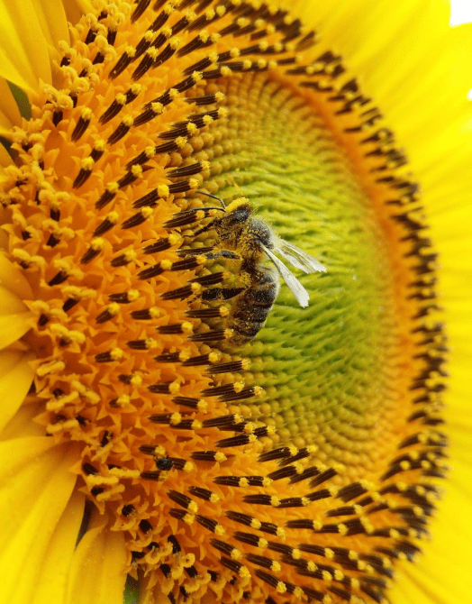 fleurs miel abeille