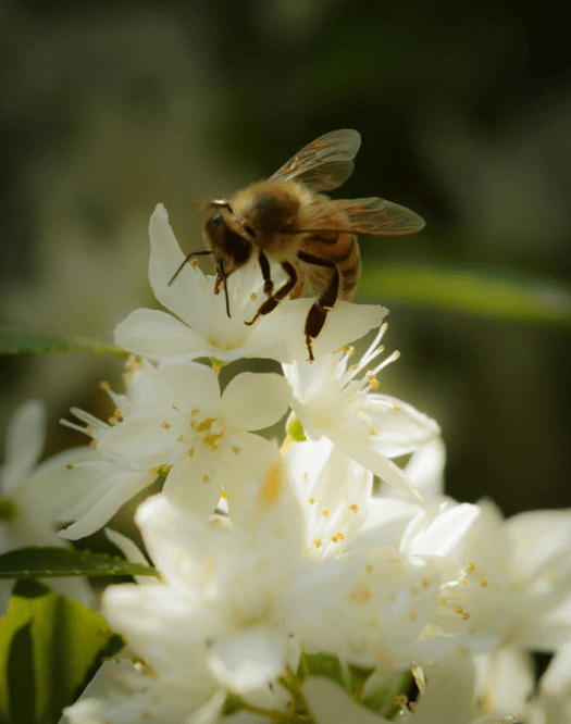 abeilles abeille